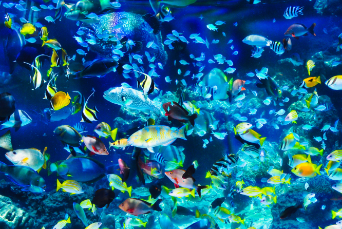 熱帯魚たち