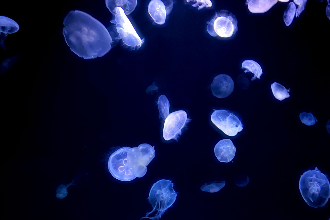 ナイトダイビング